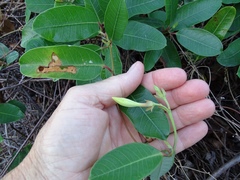 Rhabdadenia biflora