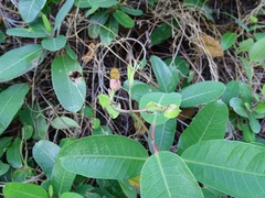 Rhabdadenia biflora