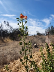 Alonsoa meridionalis