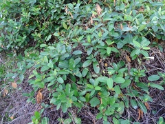 Rhabdadenia biflora