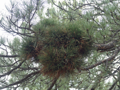 Elytroderma deformans