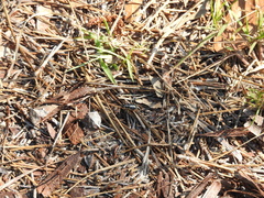 Cicindela abdominalis