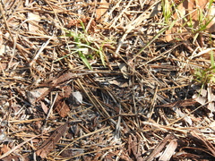 Cicindela abdominalis