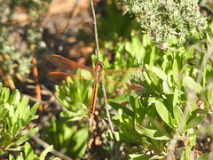 Libellula auripennis