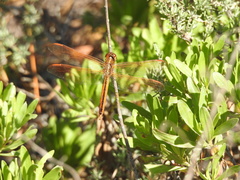 Libellula auripennis