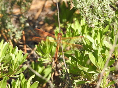 Libellula auripennis