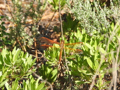Libellula auripennis