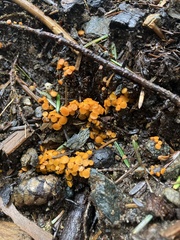 Byssonectria