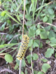 Lophocampa argentata