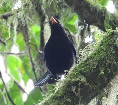 Turdus serranus