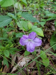 Ruellia purshiana