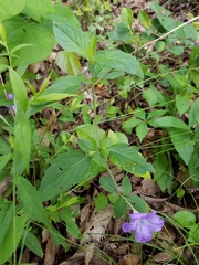 Ruellia purshiana