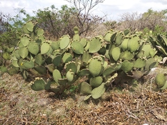 Opuntia huajuapensis