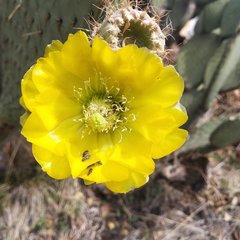 Opuntia huajuapensis