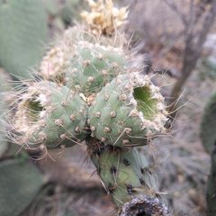 Opuntia huajuapensis