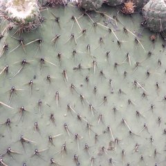 Opuntia huajuapensis