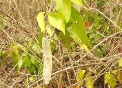 Adenocalymma inundatum