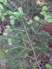 Abies vejarii