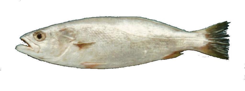 Jamaica weakfish (Cynoscion jamaicensis) — Sciaenidae