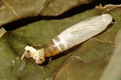 Pelagodes antiquadraria