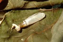 Pelagodes antiquadraria