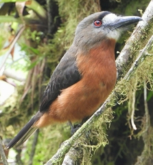 Hapaloptila castanea