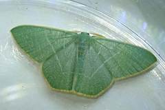 Pelagodes antiquadraria