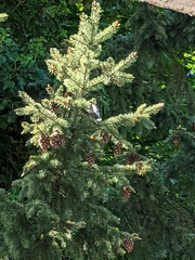 Pseudotsuga menziesii