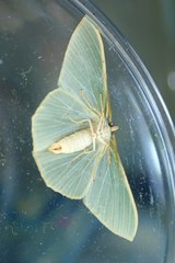 Pelagodes antiquadraria