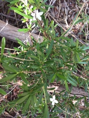 Psychotria deverdiana