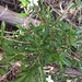 Psychotria deverdiana - Photo (c) vandanoption, some rights reserved (CC BY-NC)