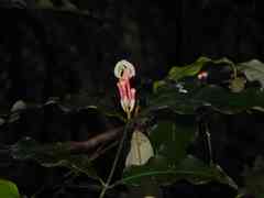 Tabernaemontana undulata