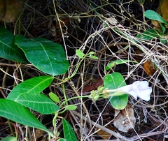 Rhabdadenia biflora