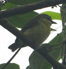Ornithion brunneicapillus