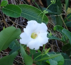 Rhabdadenia biflora