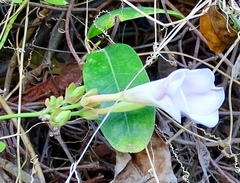 Rhabdadenia biflora