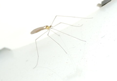 Cheilotrichia
