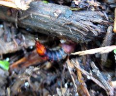 Platydracus cinnamopterus