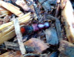 Platydracus cinnamopterus