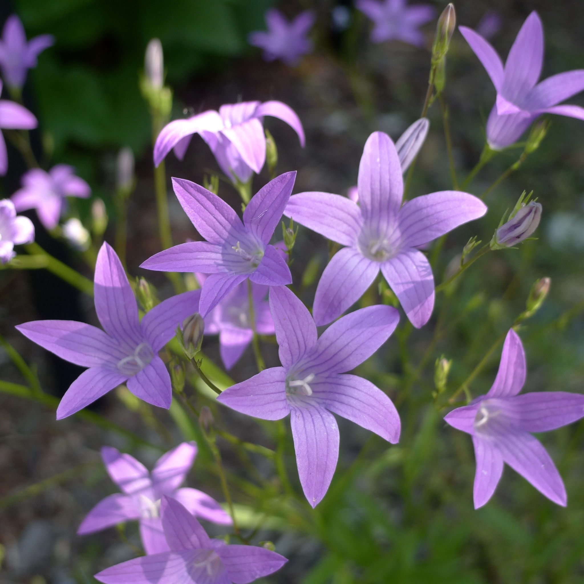 Spreading Bellflower (Campanula patula) · iNaturalist