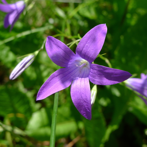 Pievinis katilėlis nuotrauka