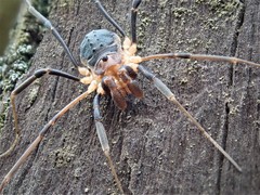 Protolophus tuberculatus