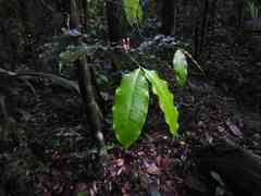 Tabernaemontana undulata