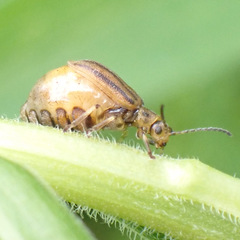 Ophraella conferta