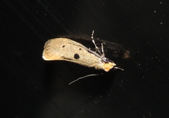 Tinea trinotella