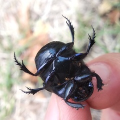 Phanaeus quadridens