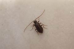 Ptinus