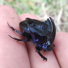 Phanaeus quadridens