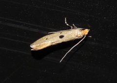 Tinea trinotella