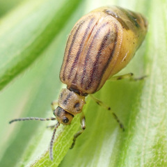 Ophraella conferta